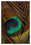 Peacock Feathers II