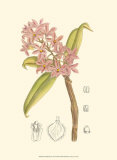 Buy Orchid Plenty III at AllPosters.com