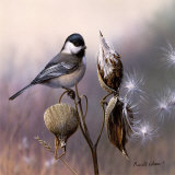 Chickadee and Milkweed