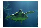 Aegean Sea Turtles II