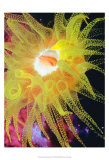 Graphic Sea Anemone II