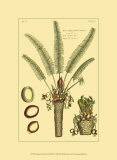 Buy Printed Exotic Palm III at AllPosters.com