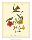 Mango Hummingbird