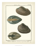 Buy Arche Shells, Pl.306 at AllPosters.com