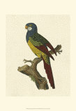 Crackled Antique Parrot IV