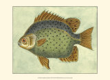 Butterfly Fish II