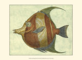 Angel Fish II