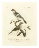 Antique French Birds II
