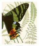 Buy Butterfly Symmetry II at AllPosters.com