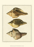 Crackled Antique Shells VI