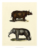 Animal Studies IV