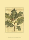 Weathered Oak Leaves I