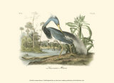 Louisiana Heron