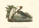Reddish Egret