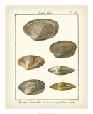 Buy Venus Shells, Pl.281 at AllPosters.com