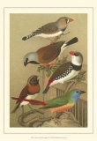 Pet Songbirds I