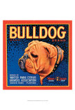 Bull Dog