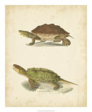 Buy Turtle Duo II at AllPosters.com
