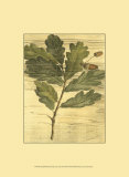 Weathered Oak Leaves II