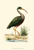 Water Birds II