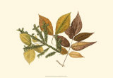 Elm, Spruce, Beech and Ash