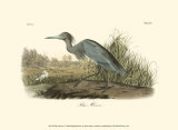 Blue Heron