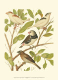 Canaries and Cage Birds II