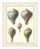 Buy Volute Shells, Pl.390 at AllPosters.com