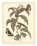 Buy Nature Study in Sepia I at AllPosters.com
