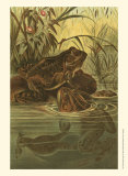 Pond Frogs