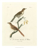 Buy Antique French Birds I at AllPosters.com
