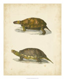 Buy Turtle Duo I at AllPosters.com