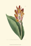 Buy Antique Canna III at AllPosters.com