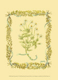 Buy Chamomile at AllPosters.com