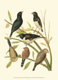 Buy Canaries and Cage Birds I at AllPosters.com