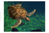 Aegean Sea Turtles III