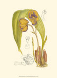 Buy Orchid Plenty VI at AllPosters.com
