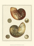 Buy Crackled Antique Shells VII at AllPosters.com