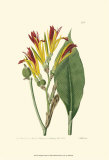 Buy Antique Canna I at AllPosters.com