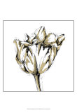 Buy Tulip Sketch I at AllPosters.com