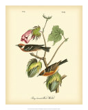 Buy Bay Breasted Wood-Warbler at AllPosters.com