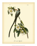 Buy Fork-Tailed Flycatcher at AllPosters.com