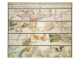 Buy Zodiac Constellations, 1679 at AllPosters.com