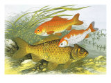 Buy Three Fish, 1879 at AllPosters.com