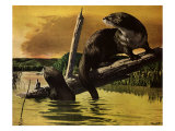 Otters Fear Forest Fire, 1952