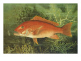 Buy Red Snapper, 1880 at AllPosters.com