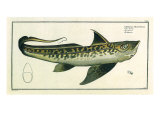 Buy Chimaera, 1797 at AllPosters.com
