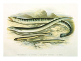Buy Five Lampreys, 1879 at AllPosters.com