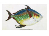 Opah, 1806