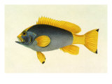 Buy Yellow Tail Rockcod, 1834 at AllPosters.com